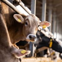 ROB_Nutztier_545608124