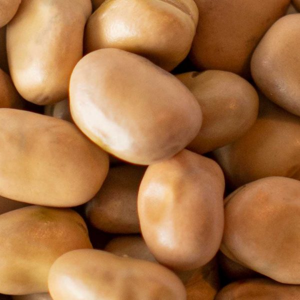 Ackerbohnen ungeschält ROLAND BEANS